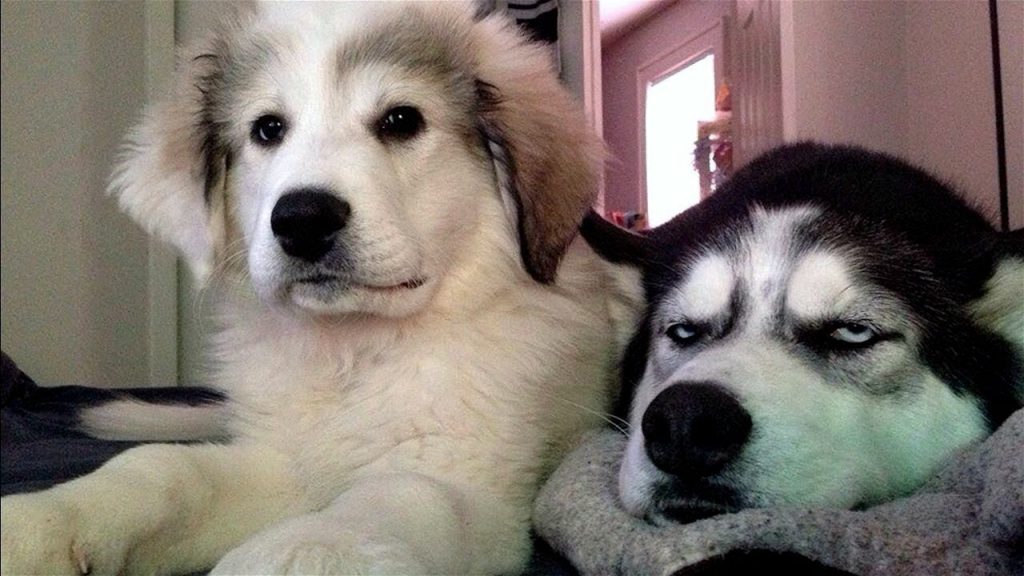 Funny Animal Videos 2022 😂 – Funniest Cats And Dogs Video 😺😍