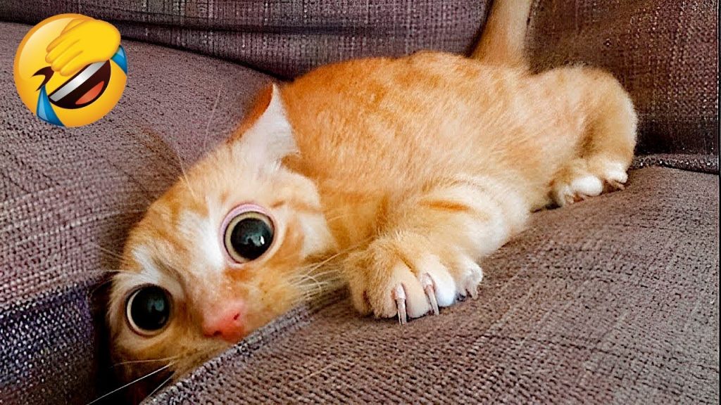 Best Funny Animal Videos Of The 2022 ๐คฃ – Funniest Cats And Dogs Videos ๐บ๐