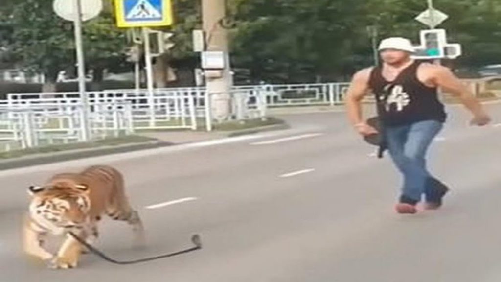 Try Not To Laugh Funny Videos – Funny Moments Of The Year Compilation π PART 202