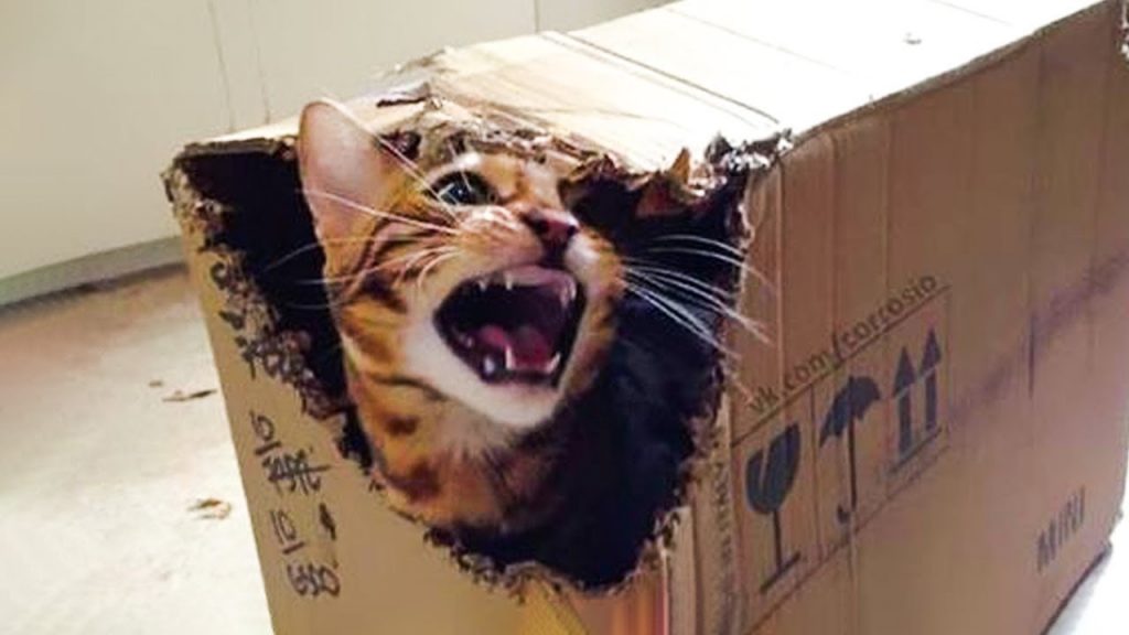 😹 You Definitely Laugh, I Believe In It 😇 – Funniest Cats Expression Video 😇- Funny Cats Life