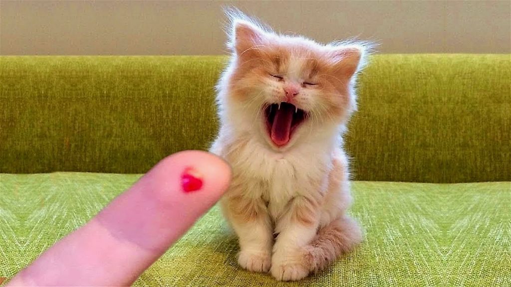 Funny Animal Videos 2022 😂 – Funniest Cats And Dogs Video 😺😍