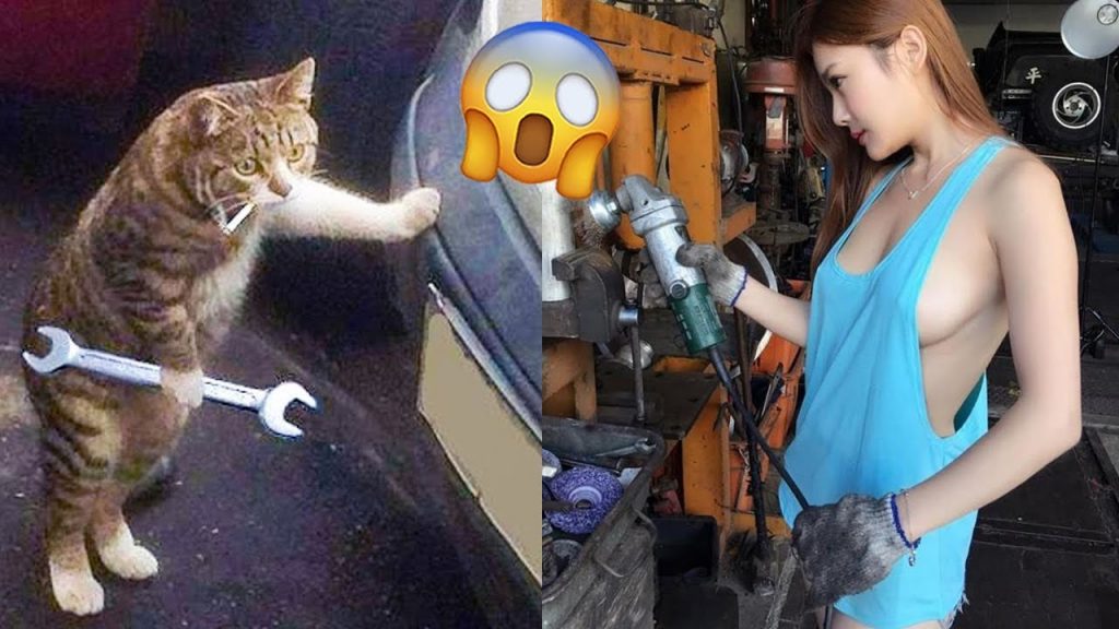 Funniest Videos 2022 😂 Funny Cats 🐱 and Dogs 🐶 Part 59