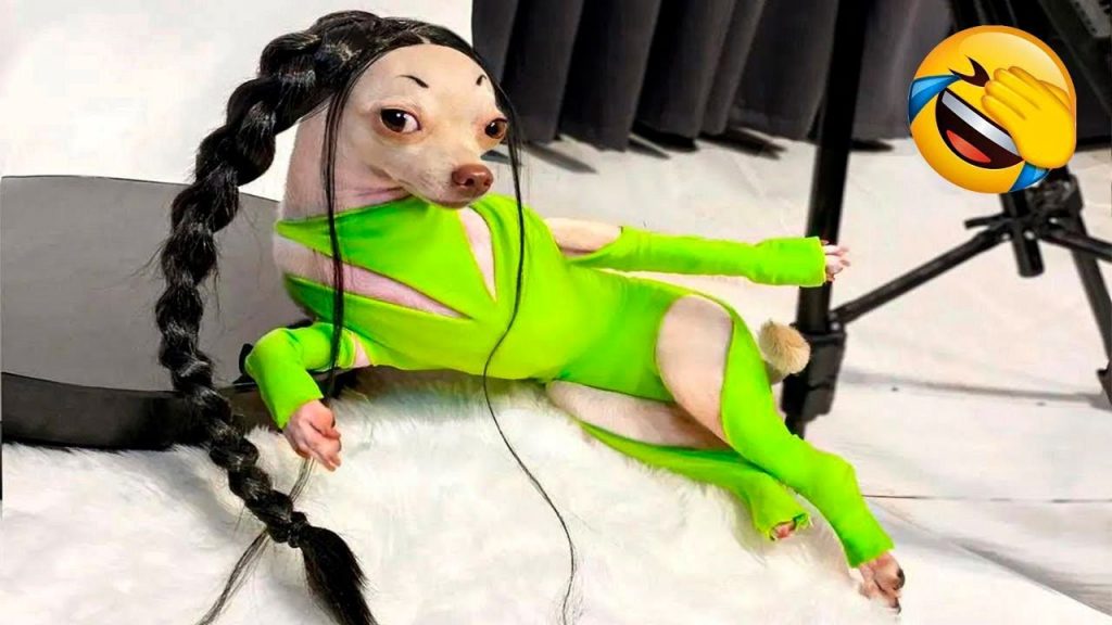 Try Not to Laugh at These Funny Dog Videos! (Ultimate)| Pets Town