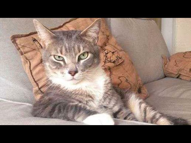 Funny animals – Funny cats / dogs – Funny animal videos 243