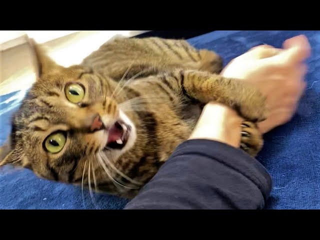 Funny animals – Funny cats / dogs – Funny animal videos 242