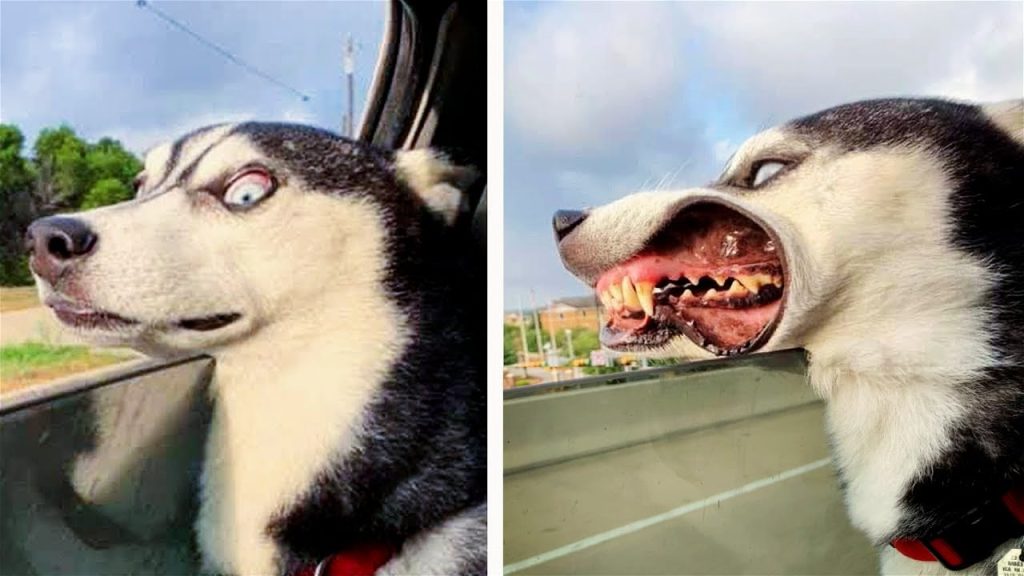 Funny Animal Videos 2022 😂 – Funniest Cats And Dogs Video 😺