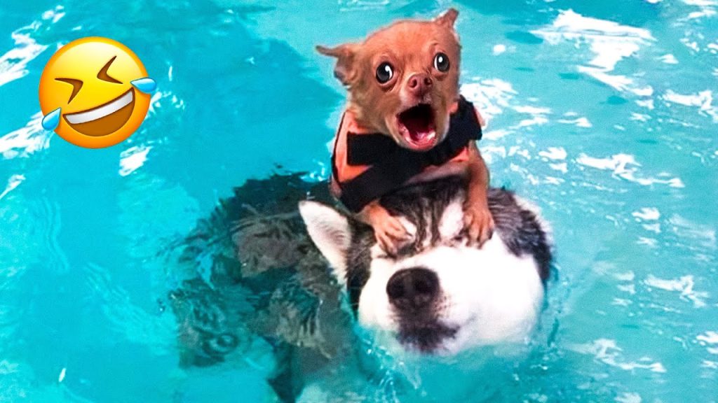 Funniest Dogs And Cats Videos 😂 – Best Funny Animal Videos 2022 🥰 #11