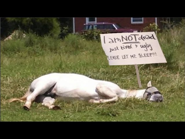 Funny and Cute Horse Videos That Will Change Your Mood For Good
