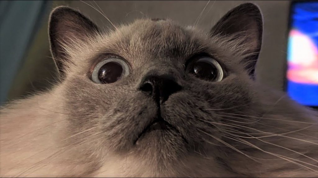 Funny animals – Funny cats / dogs – Funny animal videos 264