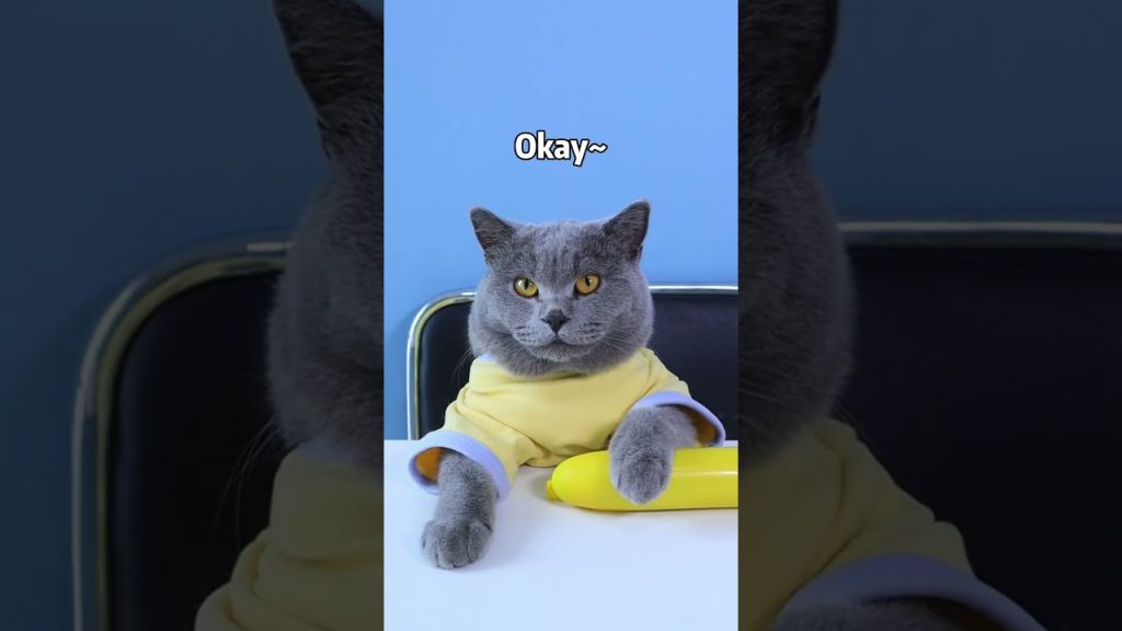 Weirdest ASMR EVER! You Must Try Them😆#oscarfunnyworld #funnycat #shorts