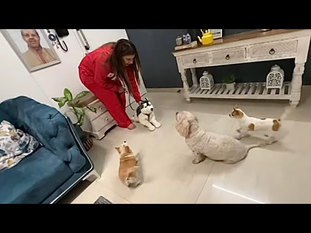 Dogs REACT to new HUSKY in the HOUSE🤦‍♀️