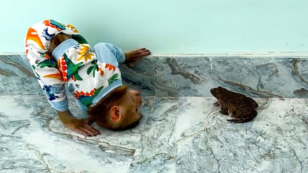 Monkey KaKa and Baby look funny while curious and scared with frog