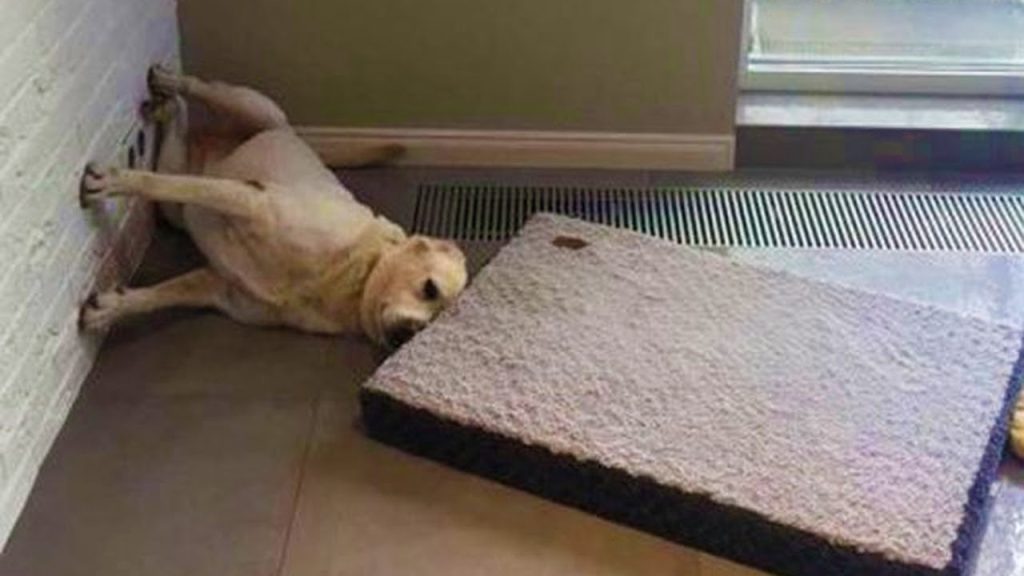 When your dog is more funny than you – Funniest Animals 2023