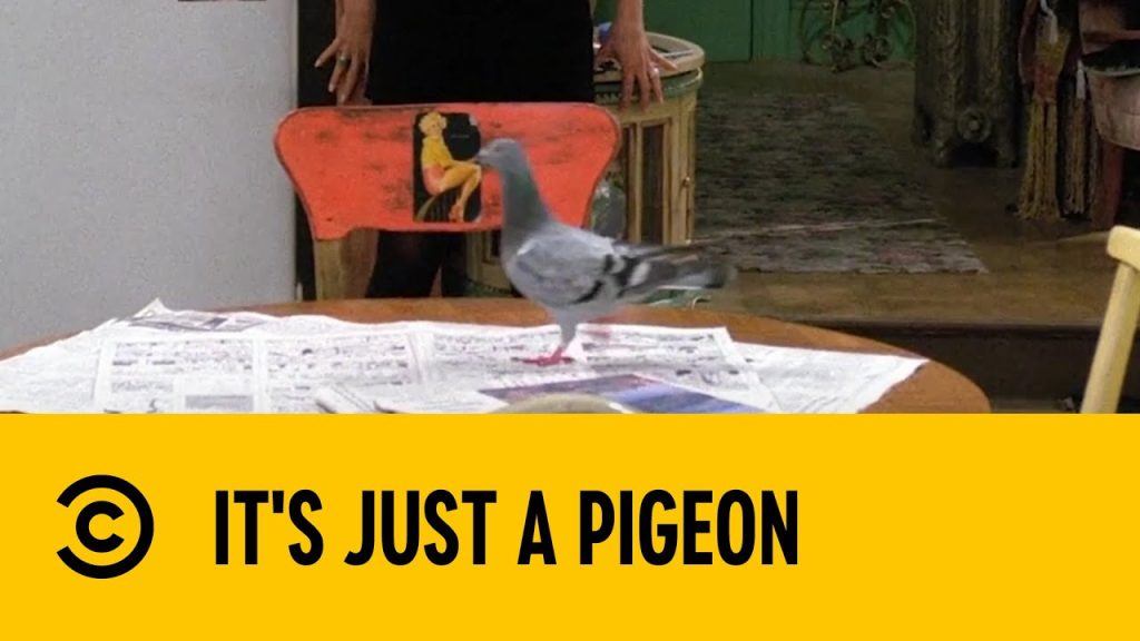 It’s Just A Pigeon | Friends | Comedy Central Africa