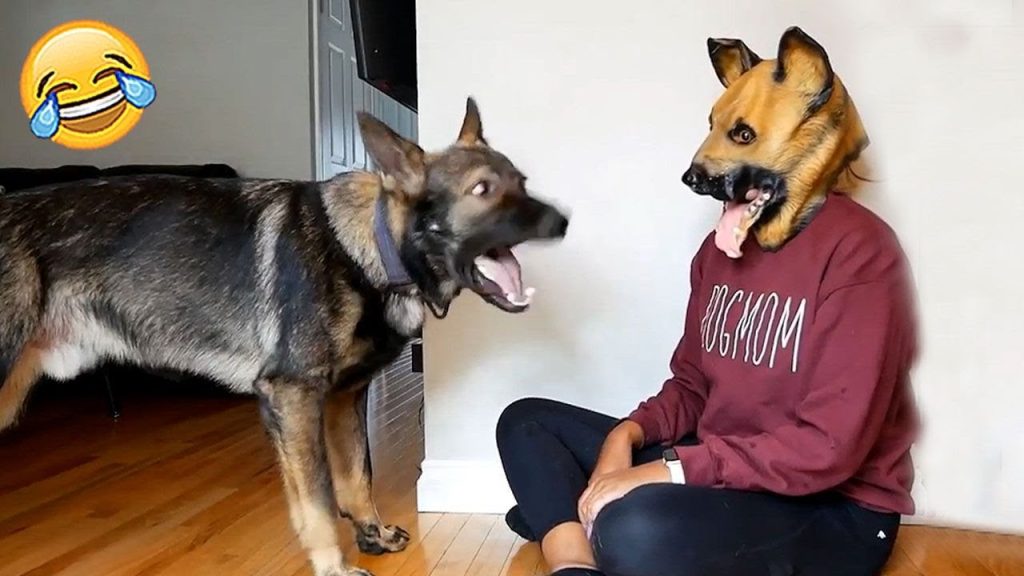 Funny Dogs Reaction Moments – Funniest Animals Video 😺🐶 2023 | Pets Island