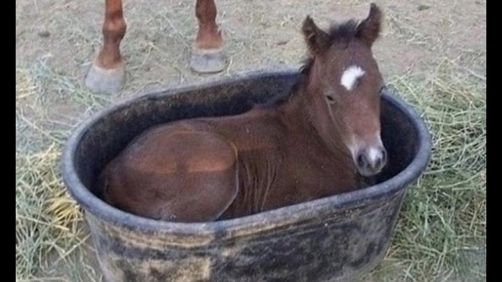 Funny and Cute Horse Videos in 2023 That Will Change Your Mood For Good #3