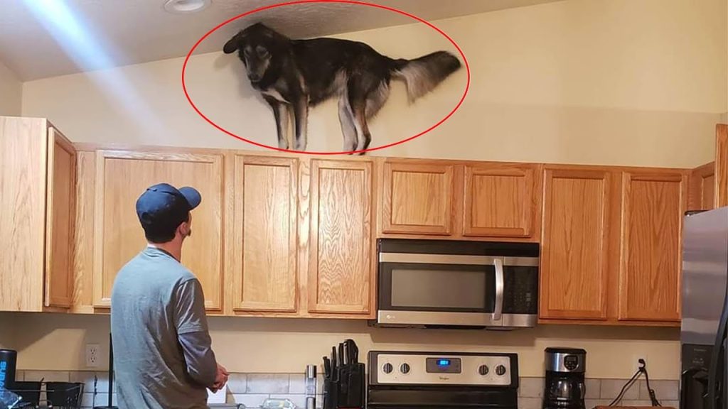 Reason why owning a dog is not easy –  Funny ANNOYING & TROUBLEMAKING DOGS