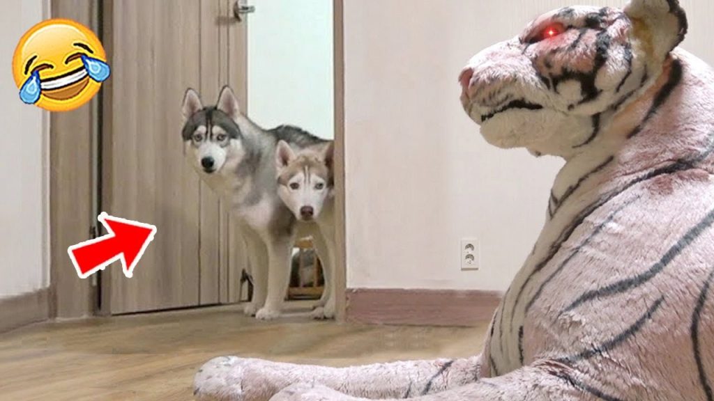 Best Funny Reaction Videos – Funniest Animals 2023 😹🐶 | Pets Island