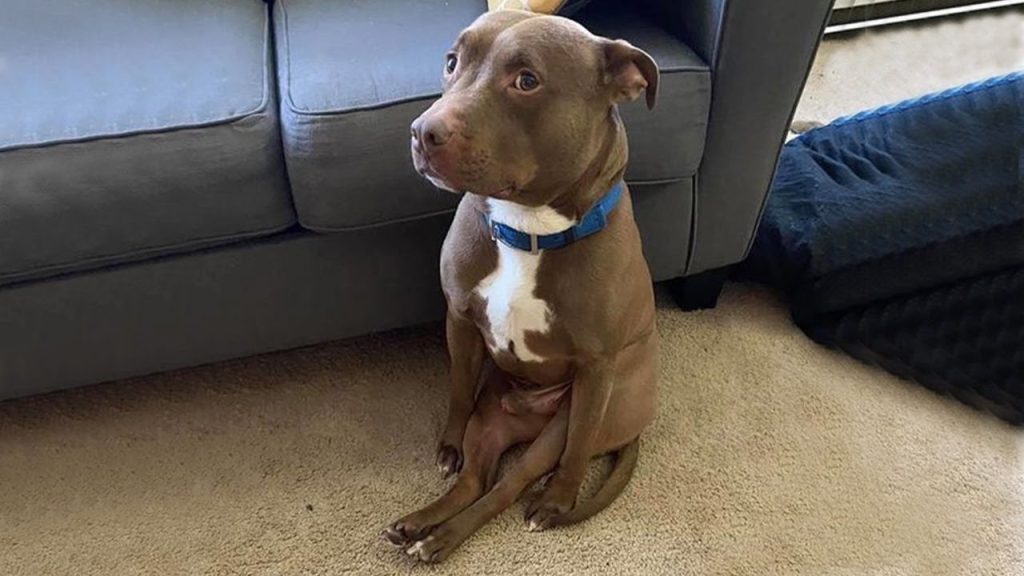 When God sends you a funny dog 😅
