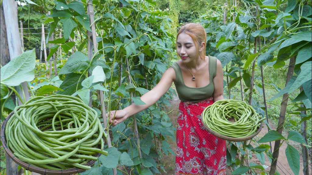 Fresh yard long bean in my garden and cook food recipe – Polin lifestyle