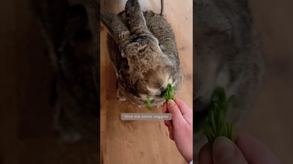 Funny Pet Video | “I am your bunny” | Funny Rabbit | Funny Bunny