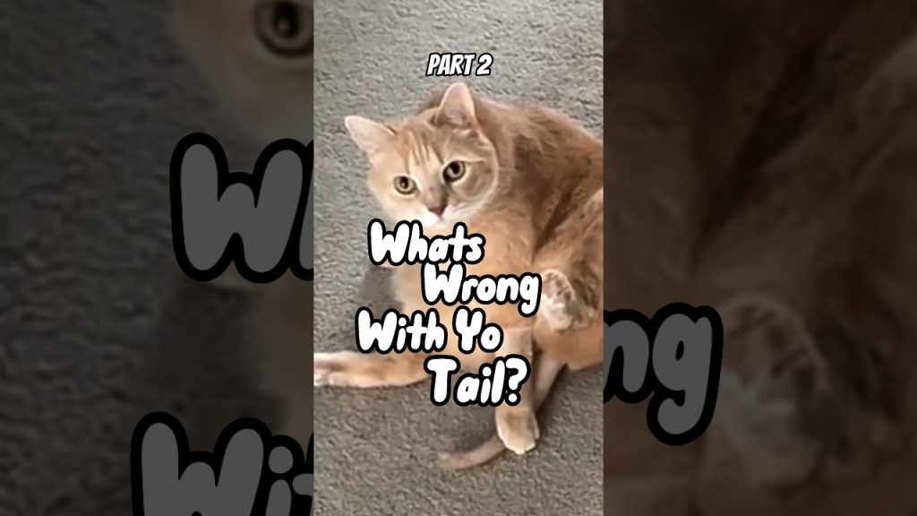 Part 2! What’s Wrong With Your Tail? – RxCKSTxR Comedy Voiceover