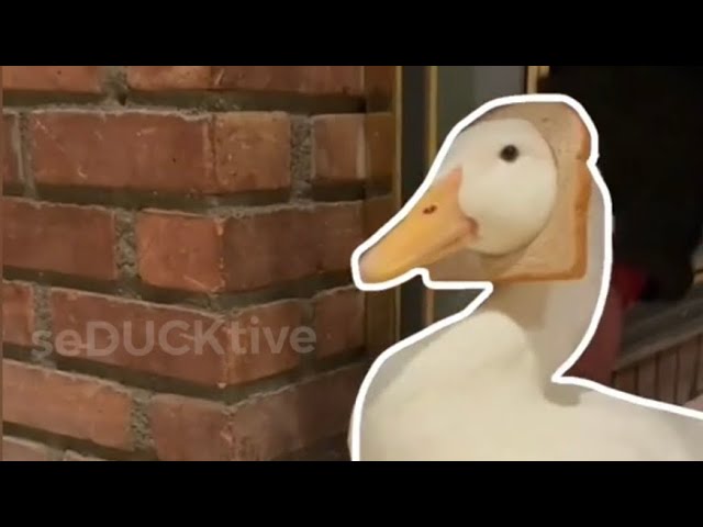Funny & Oddly Satisfying Videos (best of duck)