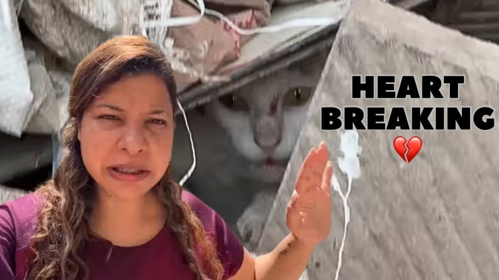 MOTHER got STUCK with 3 KITTENS