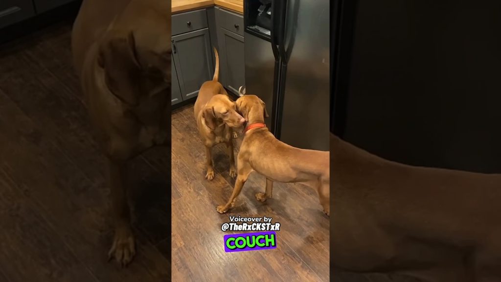 Let’s Doggy Wrestle! – RxCKSTxR Comedy Voiceover