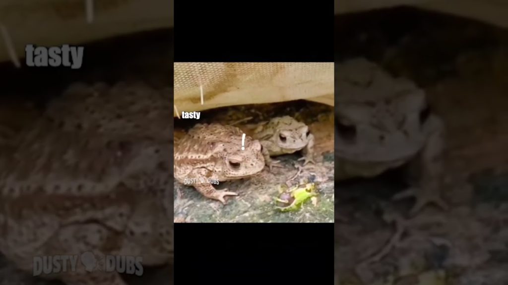 toad off 🐸 🎥: unknown #voiceover #toads #funny #shorts