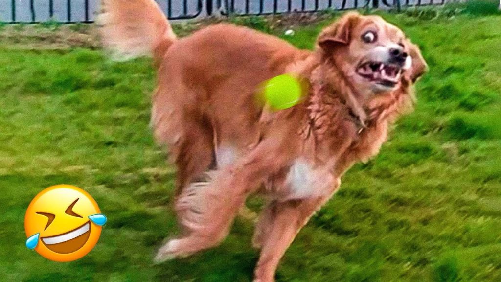 Dogs Being Scared by Funny Things 😹🐶 – Funniest Animals 2023 | Pets Island