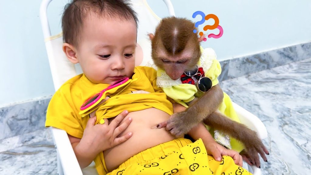 Monkey Kaka is funny when curious about Baby Diem’s navel