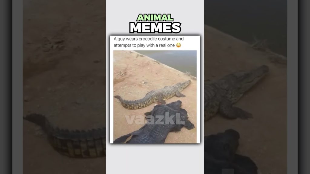 Animal Memes Are FUNNY