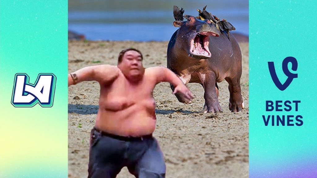 Try Not To Laugh Funny Videos – Laughing With Animals Fails