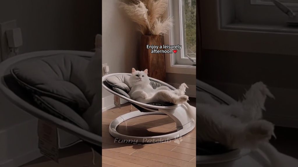 Funniest cats🐱In The World😂 Funny and Fails Pets Video #shorts #65 #cats #funny #animals