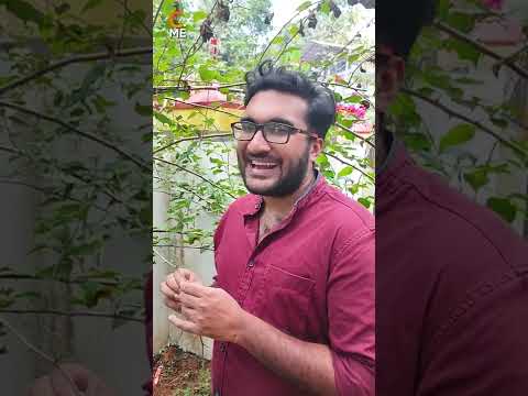 നീ പറയുന്നതിലും കാര്യമുണ്ട് 🙄 | Chunk and Padippi | Malayalam Comedy | Cinematic Me