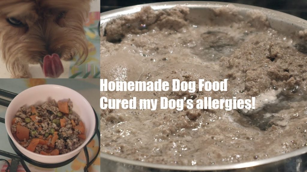 Homemade Dog Food Recipe! [Cured my Dog’s allergies]