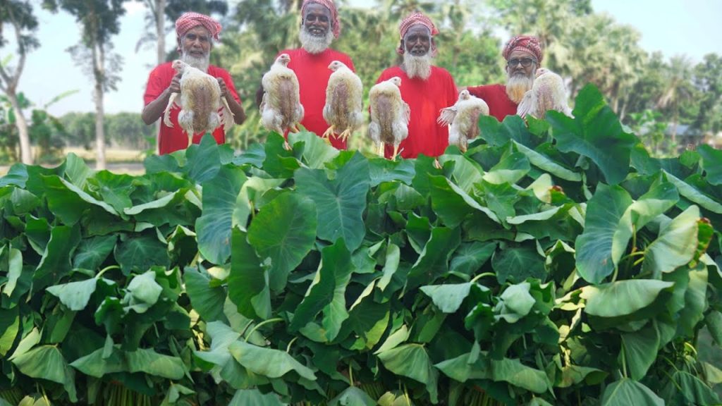 Wild Taro Leaf Collected & Cooking Chicken Mixed Gravy – Special Village Food Recipe