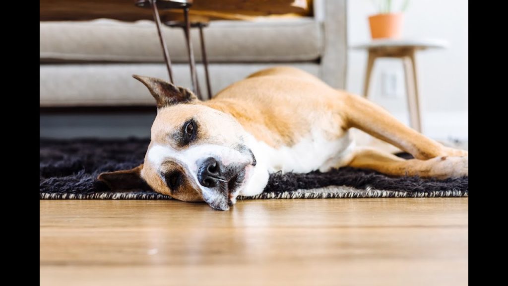 Let’s make my Easy Homemade Dog Food recipe together! 100 % human grade dog food recipe included