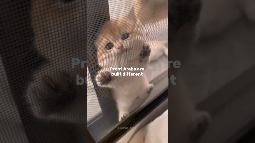 😎🙌Last one #Islamic#Muslim#Quran#Hadith#IslamicReminders#IslamicQuotes#shorts#viral #funny #memes