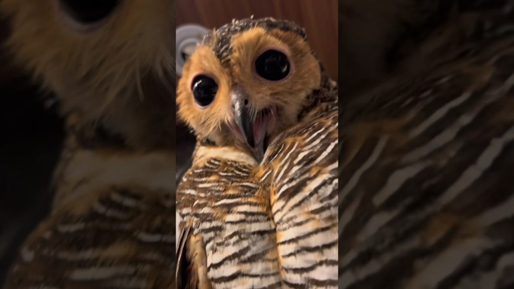 Bibib berburu menangkap burung! #animals #burunghantu #funnyvideo #owl #funny #pets #funnyanimal