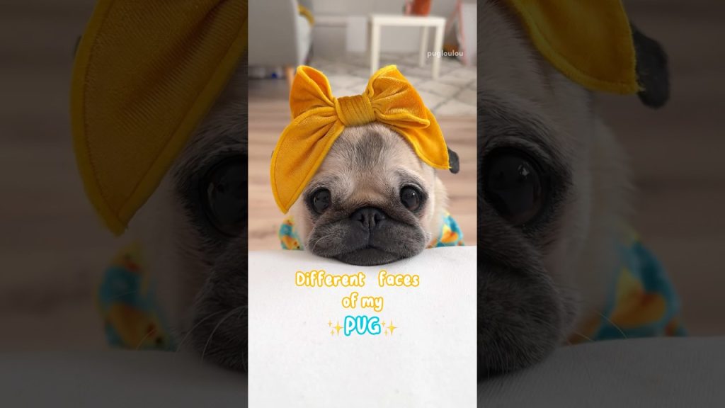 Small pug, many different expressions 😛✨ #pug #dog #funny