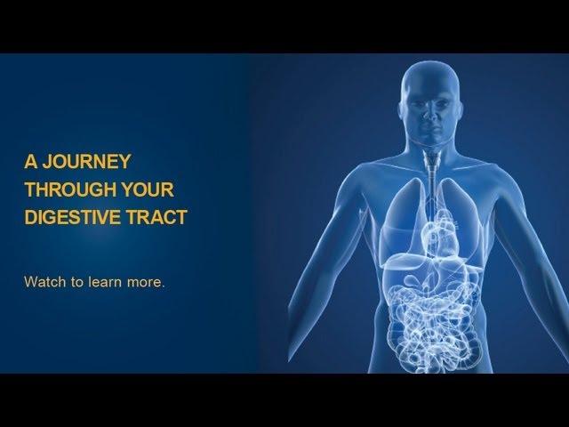 The Digestive Process – University of Michigan Health System