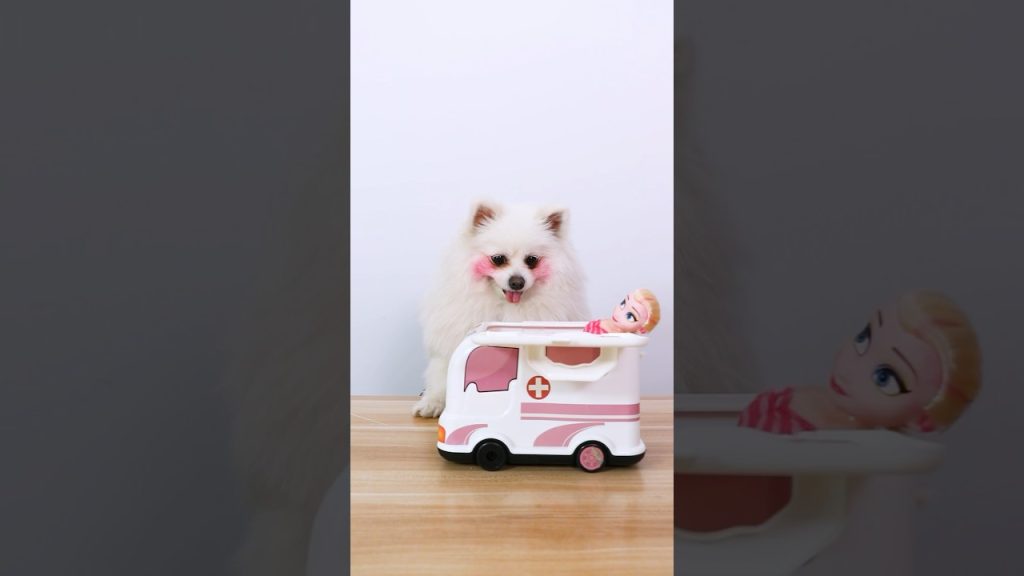 The birth of a new life! #funny #smartnico #dog #nico #pets