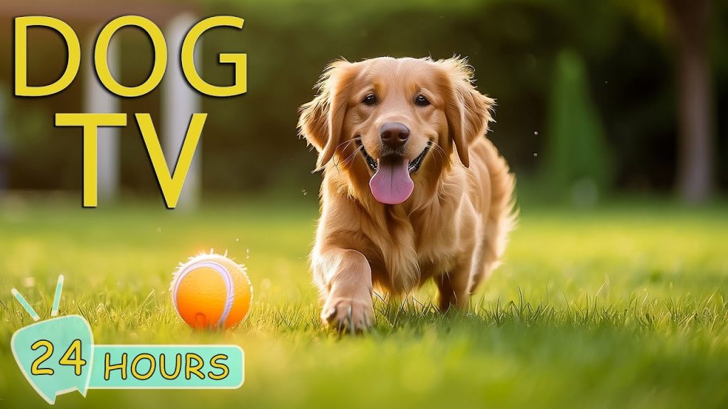 DOG TV: Video Entertainment Help for Dogs Relax, Fun & Happy When Home Alone – Best Music for Dogs