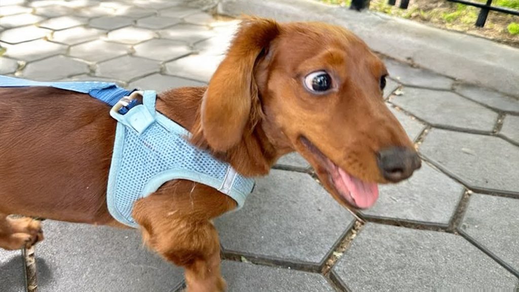The Funniest Animal Videos 2024 😁 Funny Dogs and Cats are here to Brighten your Day