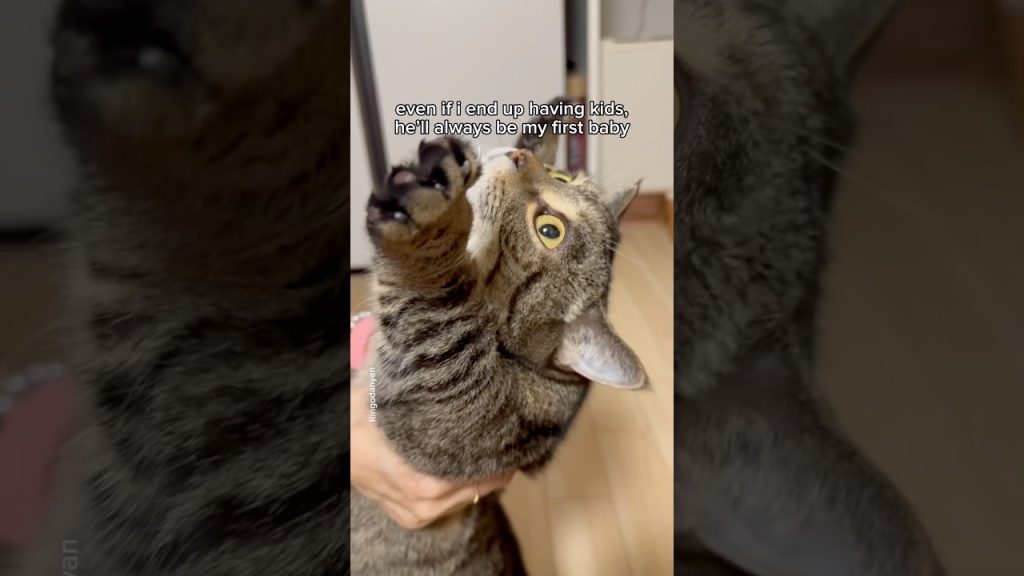 He’ll always be my first baby boy❤️ #shorts #cat #funny