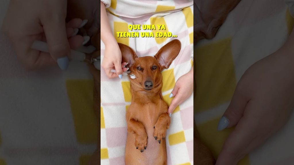 CONSIGO la ETERNA JUVENTUD!🤩🥳 #perrosalchicha #teckel #dachshund #mascotas #perros #humor #dog