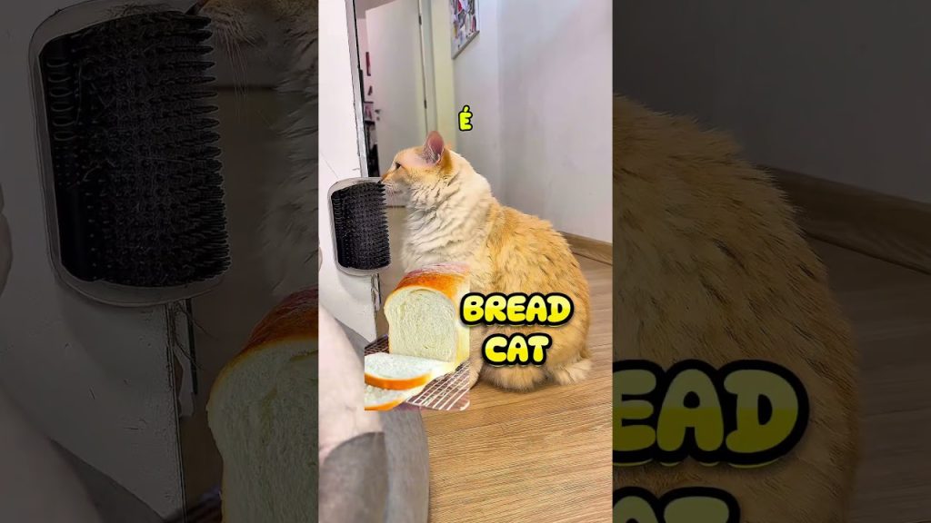 VOU MUDAR DE NOME! Qual você prefere? #gatos #gatoxinha #humor
