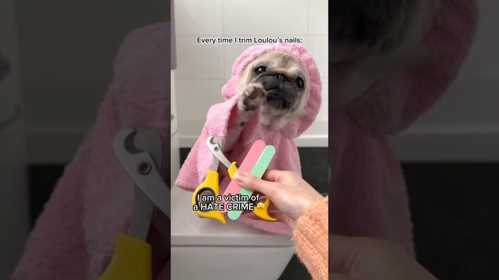 My pug’s ONE and ONLY enemy 😈💅🏼 #pug #dog #funny